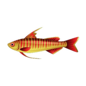 Golden Dragonfish